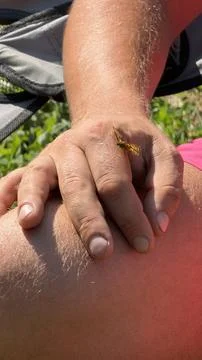 Small orange and black patterned butterfly resting gently on the fingers of a Stock Photos