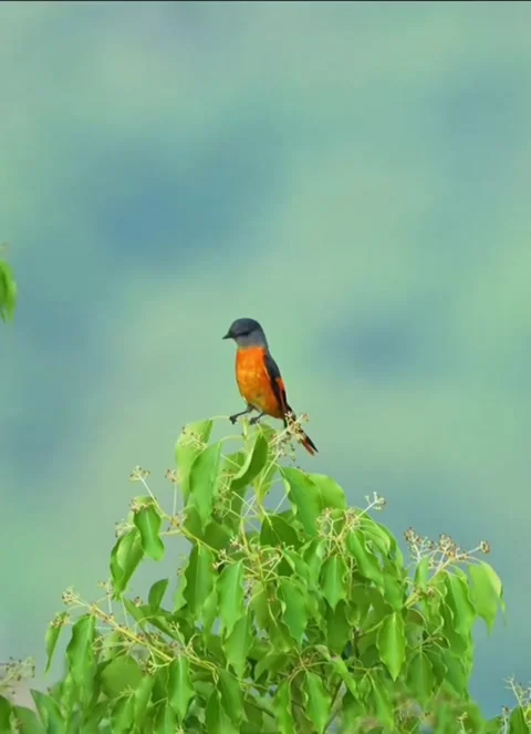 Small orange and grey bird perched on top of a green leafy plant 库存影片 335491555