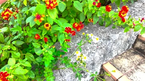 Small Orange and White Flowers Swaying in an Okinawan Flowerbed – 4K Stock Footage 299968693