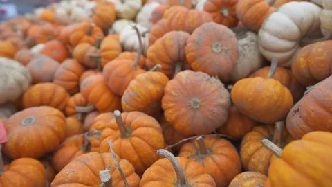 Small orange and white pumpkins freshly picked at pumpkin patch Stockbeeldmateriaal 233171233