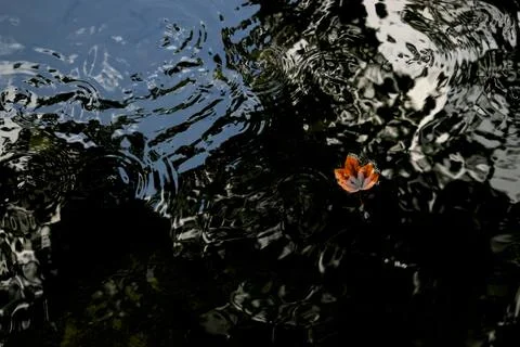 Small orange autumn leaf floating on dark rippling water surface with gentl.. Stock Photos