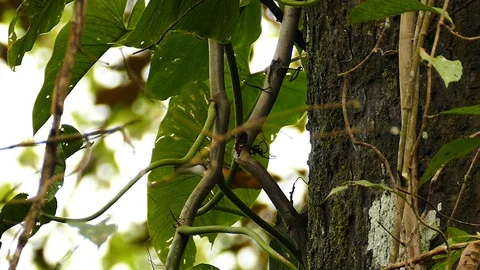 Small orange bird perched on side of lush tree trunk Stock-Footage 123550889