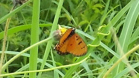 Small orange bitterfly on the small flower, waved by the wind Stock Footage 122556481