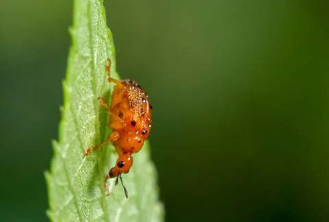 Small Orange Bug On A leaf. Stock Photos