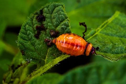 A small orange bug is sitting on a leaf. The bug Stock Photos