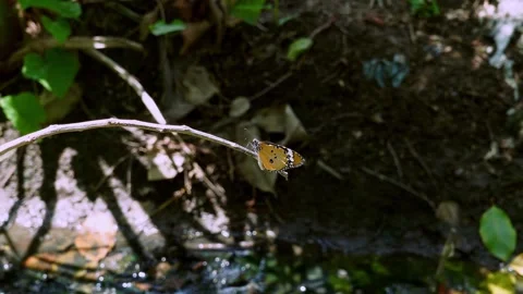 Small Orange Butterfly Stock Footage 345308457