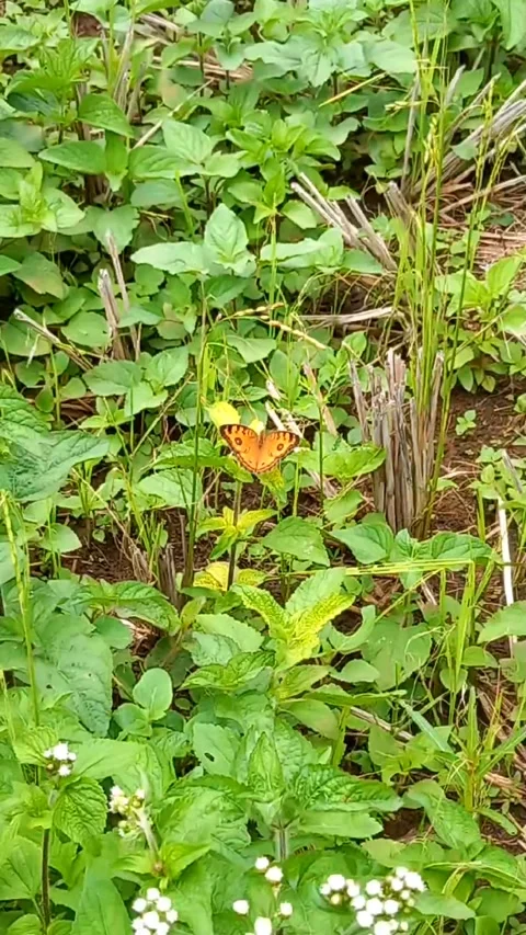 Small Orange Butterfly Resting on Grass, Zoom In and Out Stock Footage 322912986