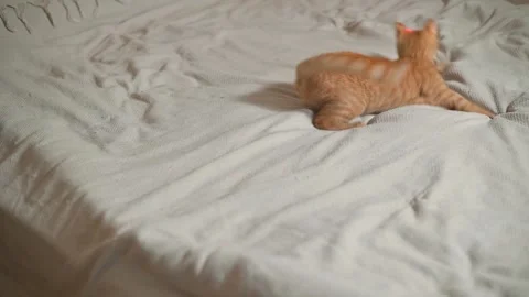 A small orange cat chases a red laser dot across a soft bedspread in a home Stock-Footage 345868230