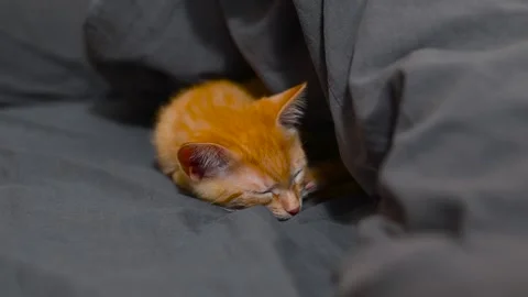 A small orange cat is curled up and sleeping on a soft gray blanket in a cozy Stock Footage 344527344