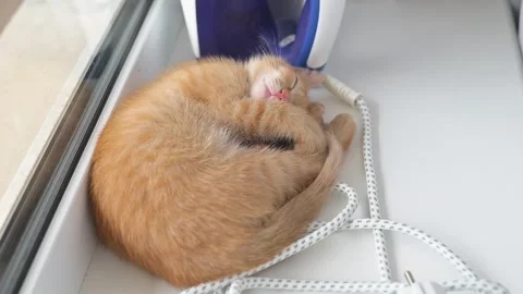 A small orange cat is curled up on a windowsill, napping in a cozy position. The Видео 344450356