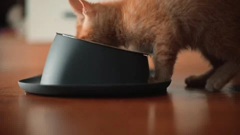 A small orange cat is eating from a bowl placed on the floor in an indoor space. Stock-Footage 339025541