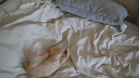 A small orange cat explores a ball on a soft bed, showing curiosity and Видео 344450918