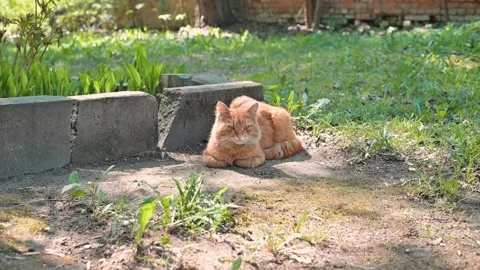 A small orange cat lies on the ground in a garden with green grass and plants. Stock-Footage 339090574