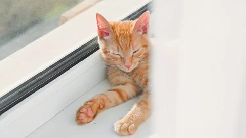 A small orange cat is lying on a window sill, with sunlight shining through. It 库存影片 344674886