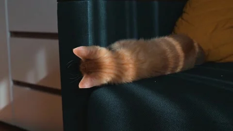 A small orange cat moves playfully across a soft couch. The cat explores the Stockbeeldmateriaal 344450784