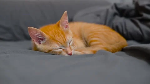 A small orange cat is resting on a bed, curling up in various positions. The cat Видео 344527310