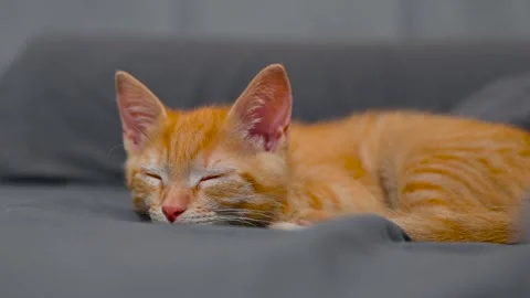A small orange cat rests comfortably on a soft surface, showing a relaxed body Vídeos de archivo 344527316