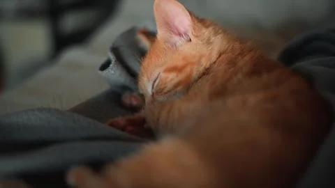 A small orange cat rests peacefully on a soft surface, eyes closed and body Stock-Footage 339025502