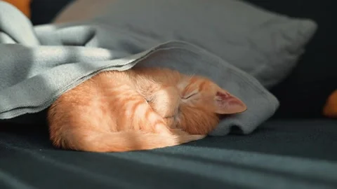 A small orange cat rests peacefully on a couch while covered with a soft blanket Stock Footage 339025516