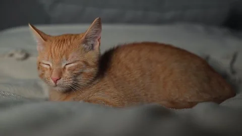 A small orange cat is sleeping on a soft surface with its eyes closed in a Video stock 345868351