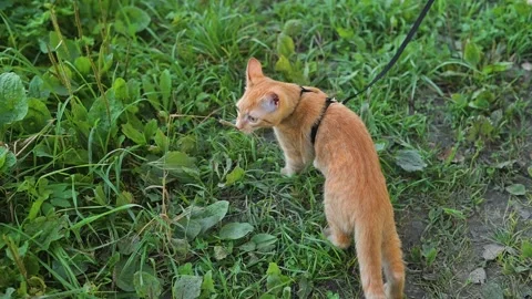 A small orange cat is walking on a leash in a grassy area. The cat appears Stock Footage 345879341