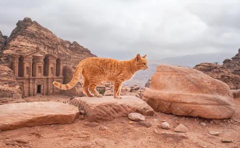 Small orange cat walking over red rocks, mountainous landscape in Petra Jordan Stock Photos