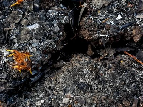 Small orange crab crawling over dark volcanic ash and rocky terrain. Stock Photos