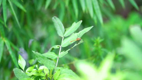 Small orange dragonfly resting on a green leaf in a lush summer garden Video stock 342331848