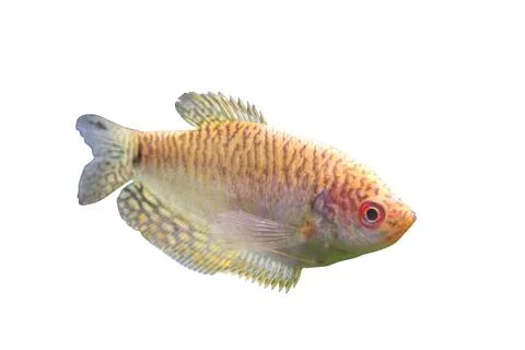 Small orange fish called a danio Stock Photos