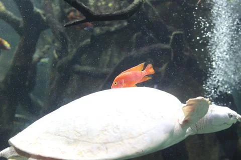 Small orange fish perched on a large white turtle in an aquarium with bubbles Stock Photos