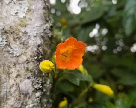 Small orange flower in a forest 스톡 사진