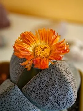 A small orange flower sits on a grey rock Stock Photos