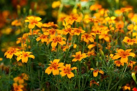 Small orange flowers Stock Photos
