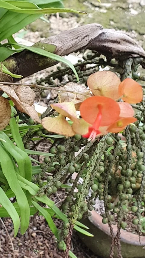 Small orange flowers in the yard Stock Footage 310319104