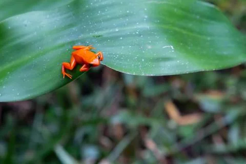 A small orange frog on a green leaf Stock Photos