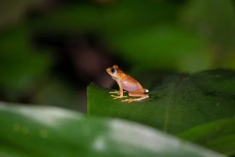 A small orange frog is sitting on a leaf Stock Photos