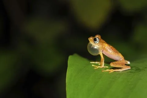 The small orange frog is sitting on a leaf Stock Photos
