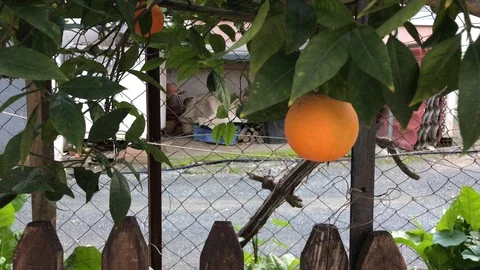 Small Orange Fruit on Tree in a House Garden Stock Footage 100406515