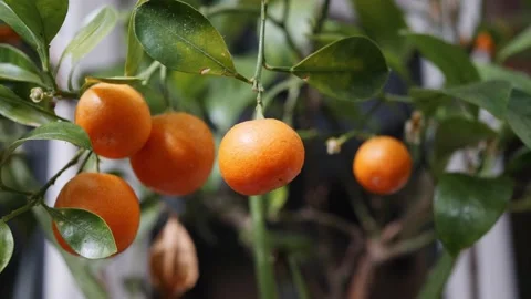 Small orange fruits growing on a tree on a bright day Stock Footage 155361519
