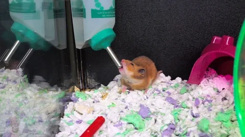 Small orange gerbil hamster rat drinking water liquid from container in cage Stock Footage 79601393
