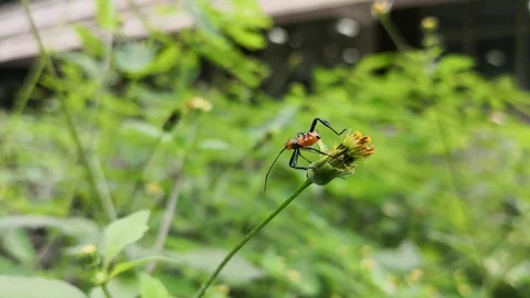 Small orange insect with black spines on a wild flower in a garden Stock Footage 99554730