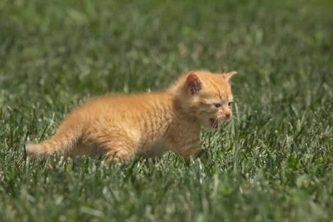 Small orange kitten of approx. 4-5 weeks old in green grass. Stock Photos