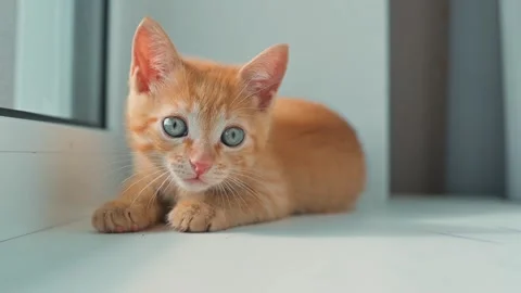A small orange kitten with blue eyes plays and explores in a well-lit indoor 스톡 동영상 344440448