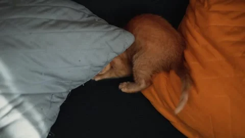 A small orange kitten digs and moves around cushions in a relaxed indoor Stock Footage 339025406