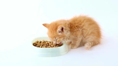 A small orange kitten eats from a bowl of food on a light background Stock-Footage 204953313