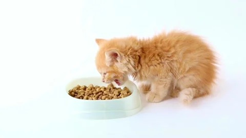 A small orange kitten eats food on a light background Stock Footage 201352578