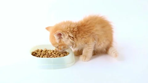 A small orange kitten eats food from a cup on a light background 스톡 동영상 205578344