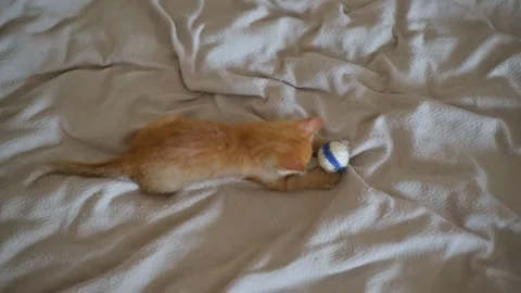 A small orange kitten engages with a small ball on a soft blanket. The playful Vídeo Stock 344450453