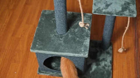 A small orange kitten explores a cat tree with a scratching post and hiding Stock Footage 339025761