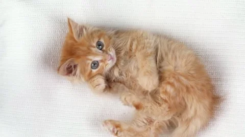 A small orange kitten lies on its back .top view Video stock 196371914